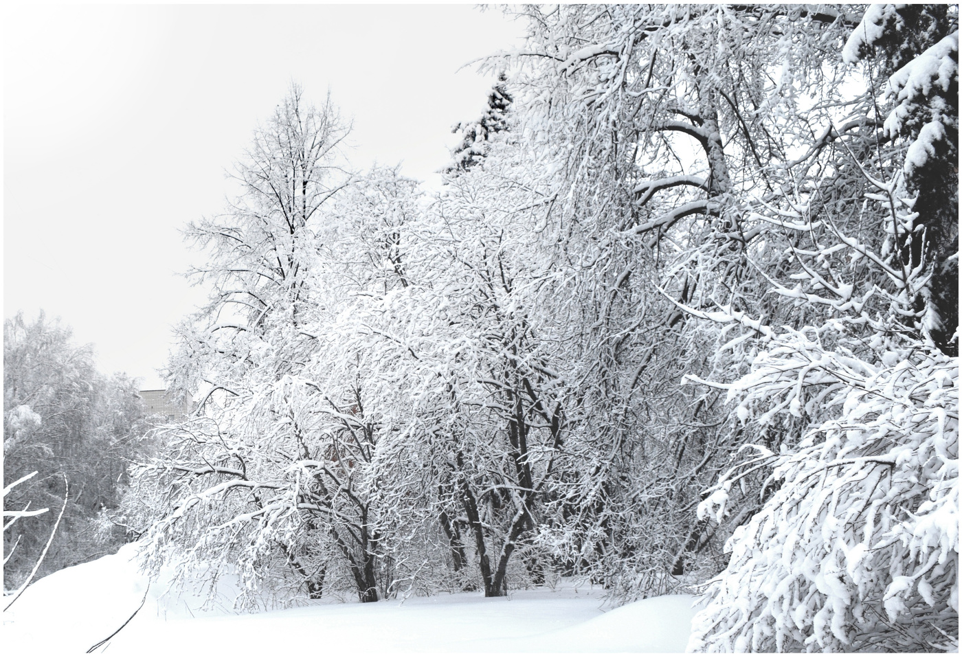 Зимняя белизна