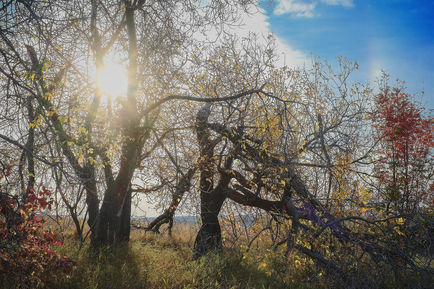 Старые дубы...