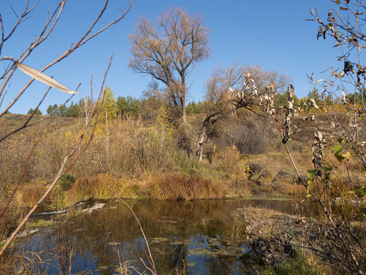 Облетели листья в октябре !