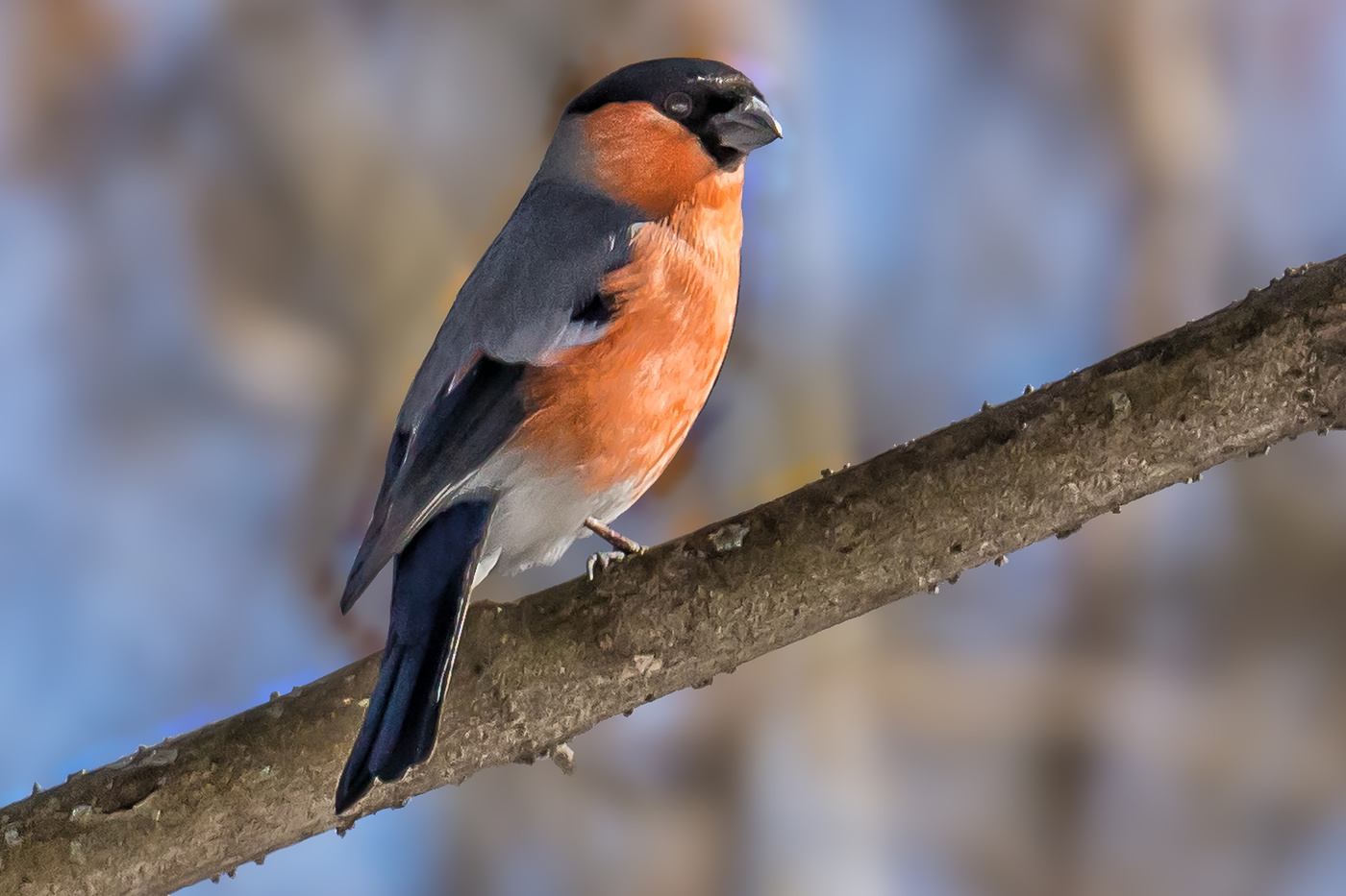 Обыкновенный снегирь
