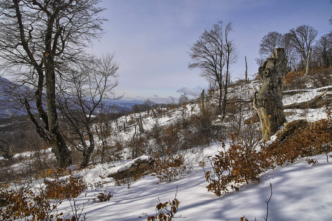 Февраль на южных склонах Чатыр-Дага