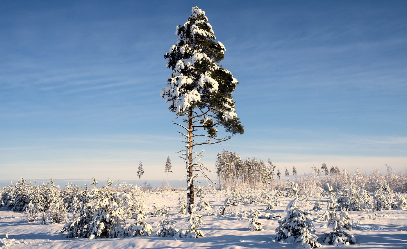 В молодом лесу.