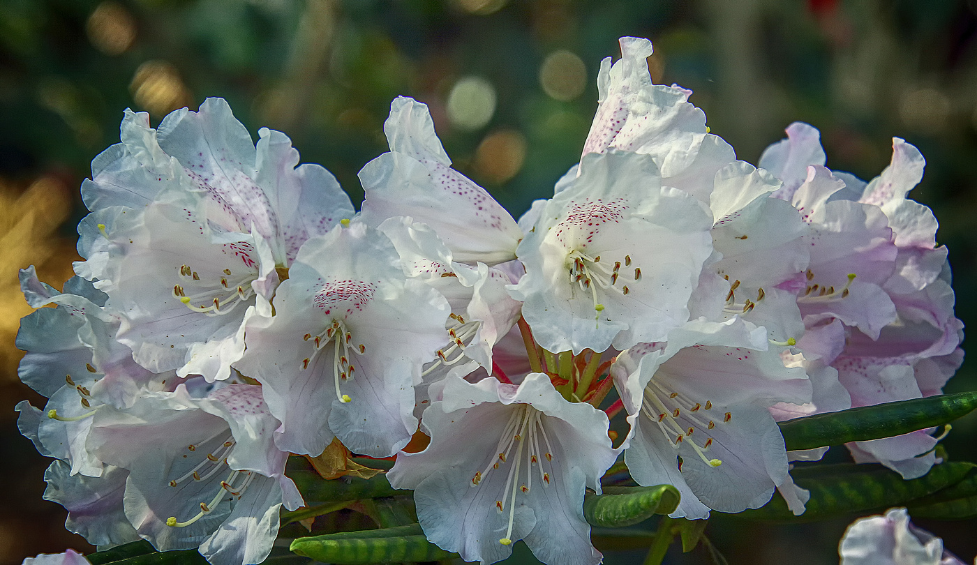 Рододендрон