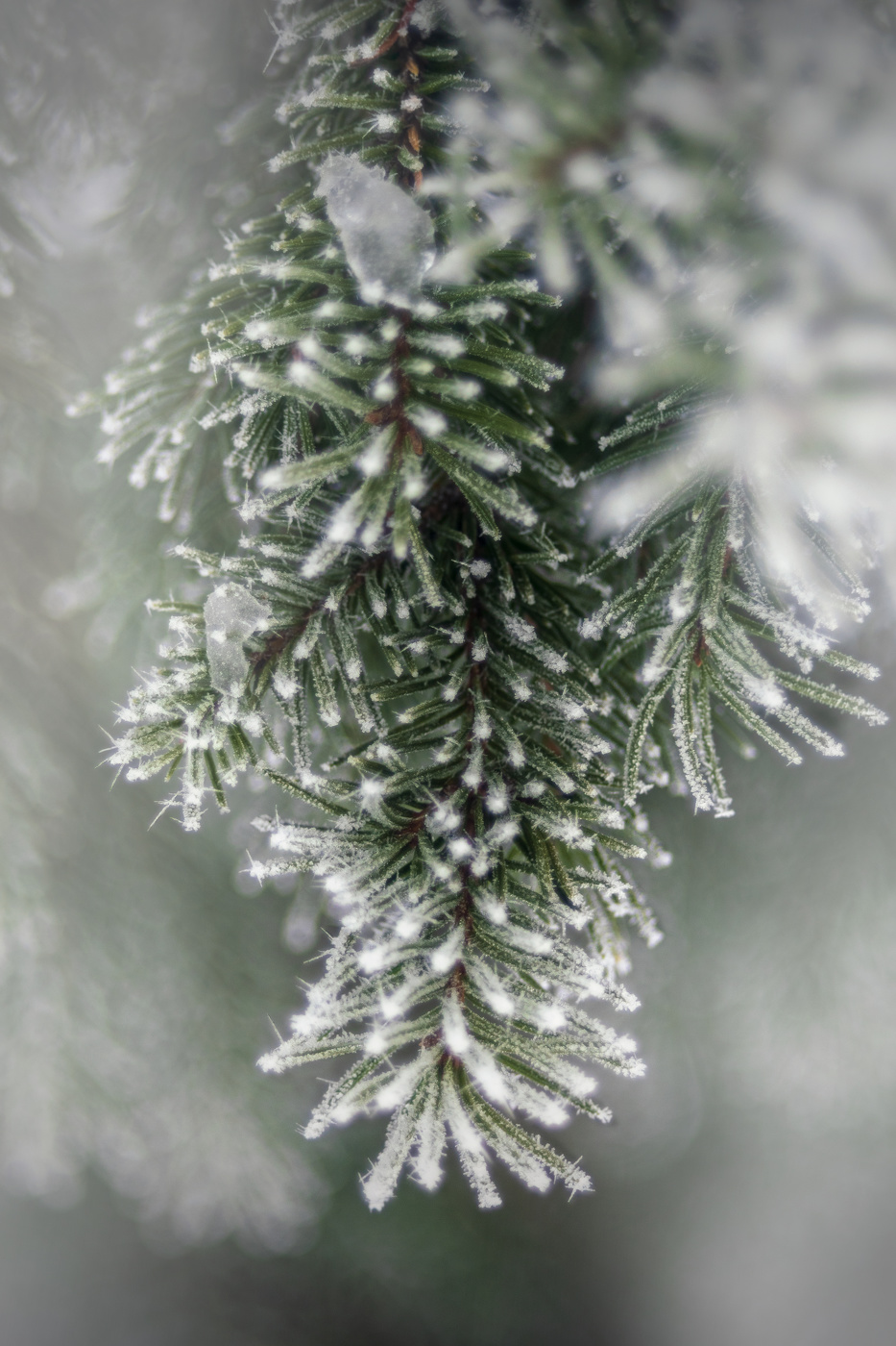 Ель, это просто ель после тумана