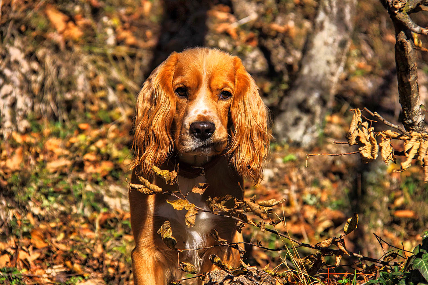 Осенний лес, осений пес