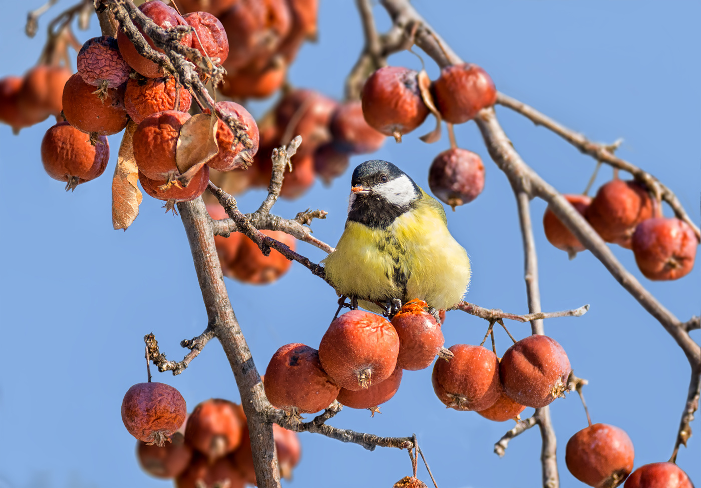 на февральских яблоках..