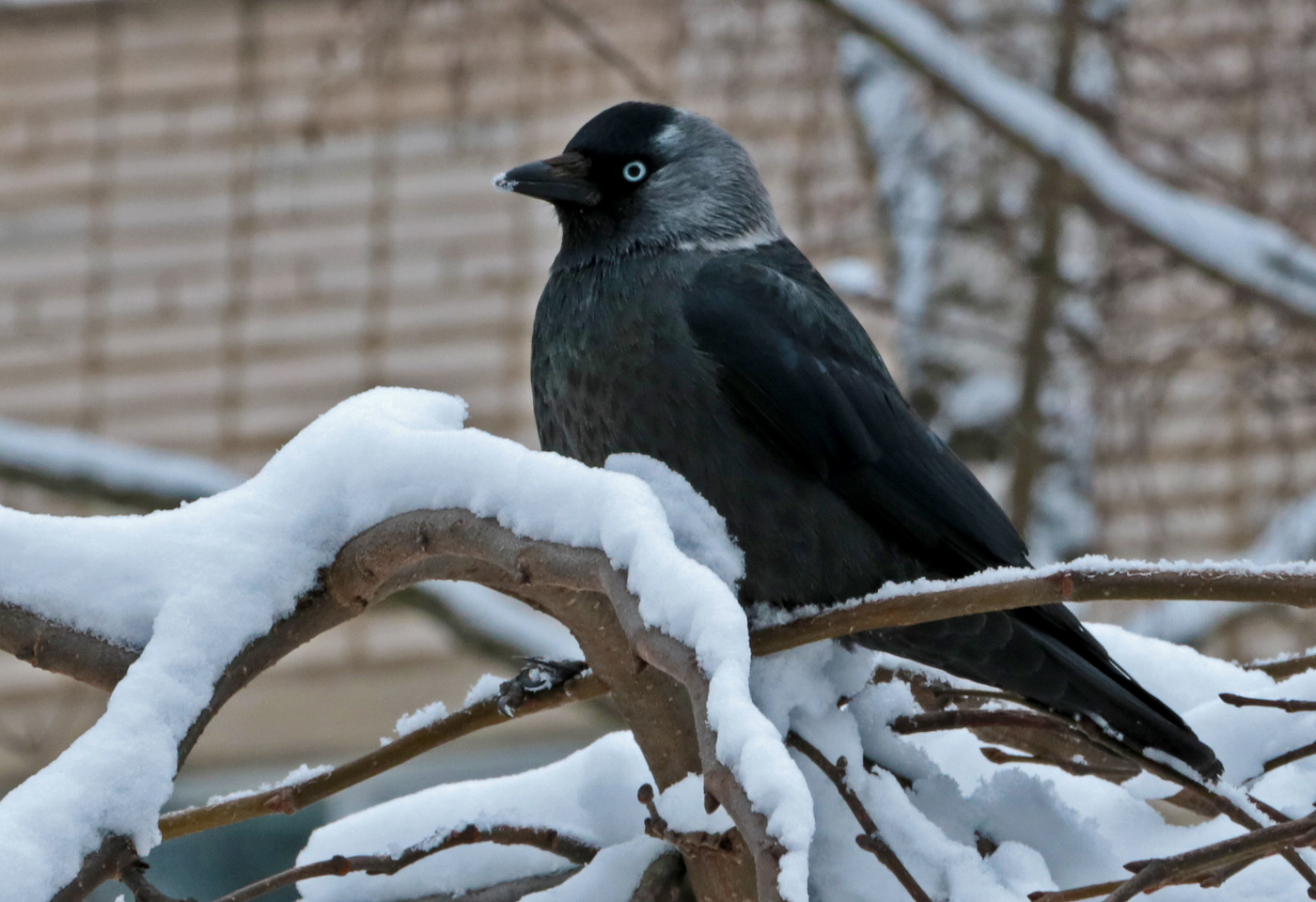 Высоко сижу, далеко гляжу...
