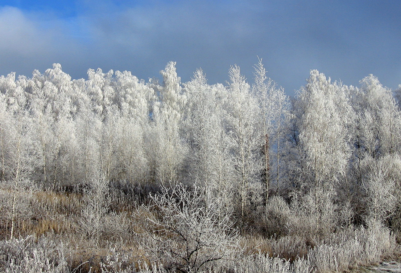 Предновогодняя сказка