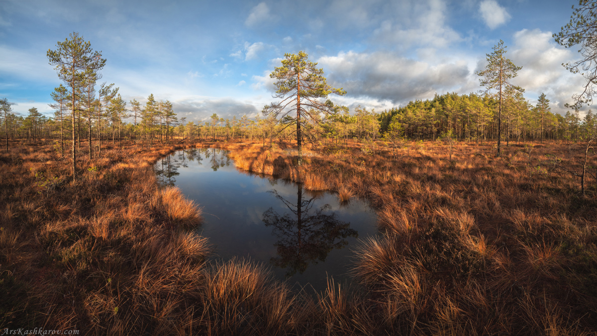 "Осень на болоте"