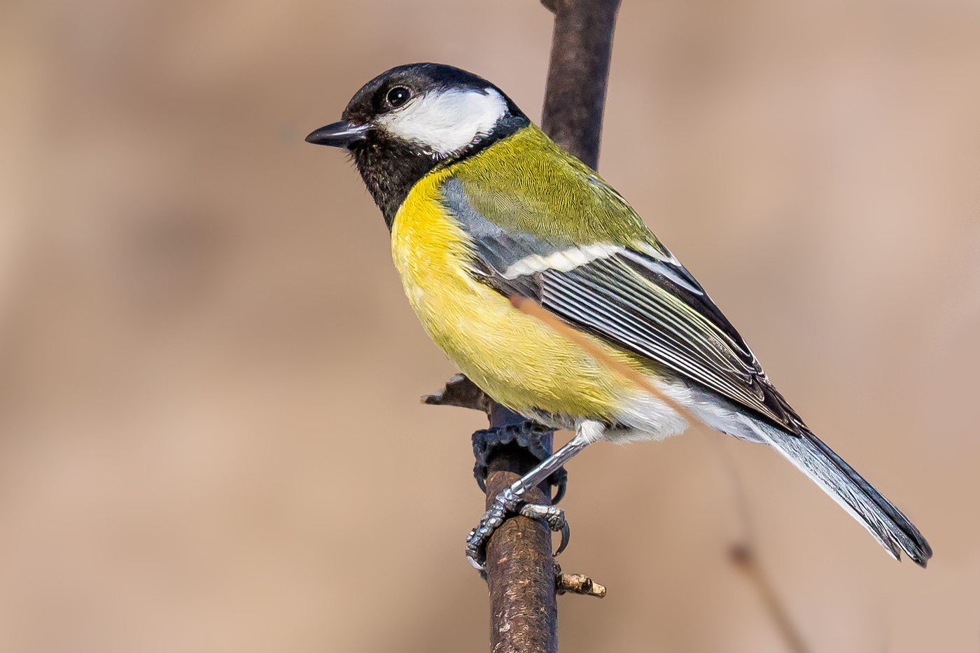 Большая синица