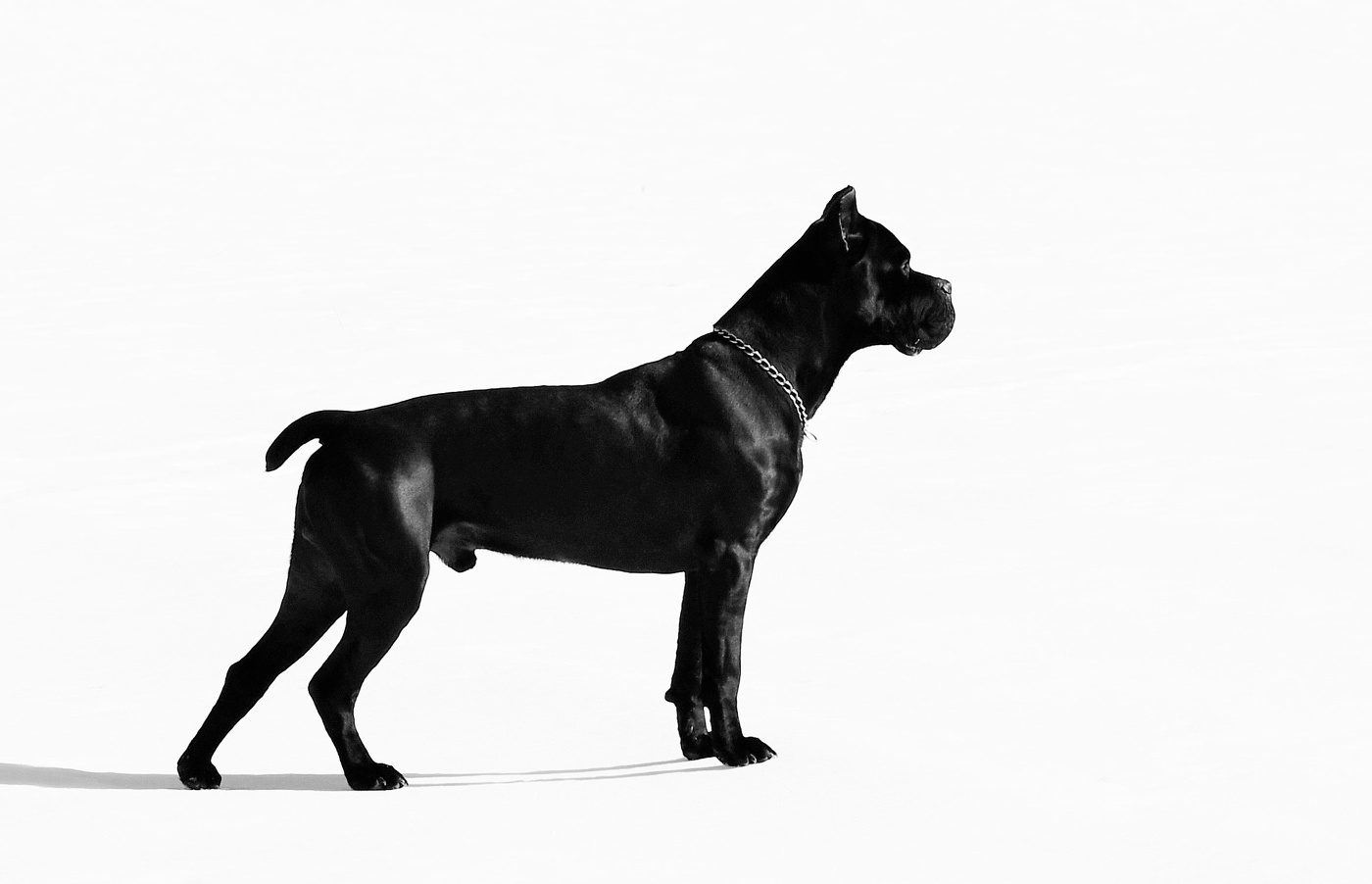 Портрет друга солнечным , зимним днем в поле ...