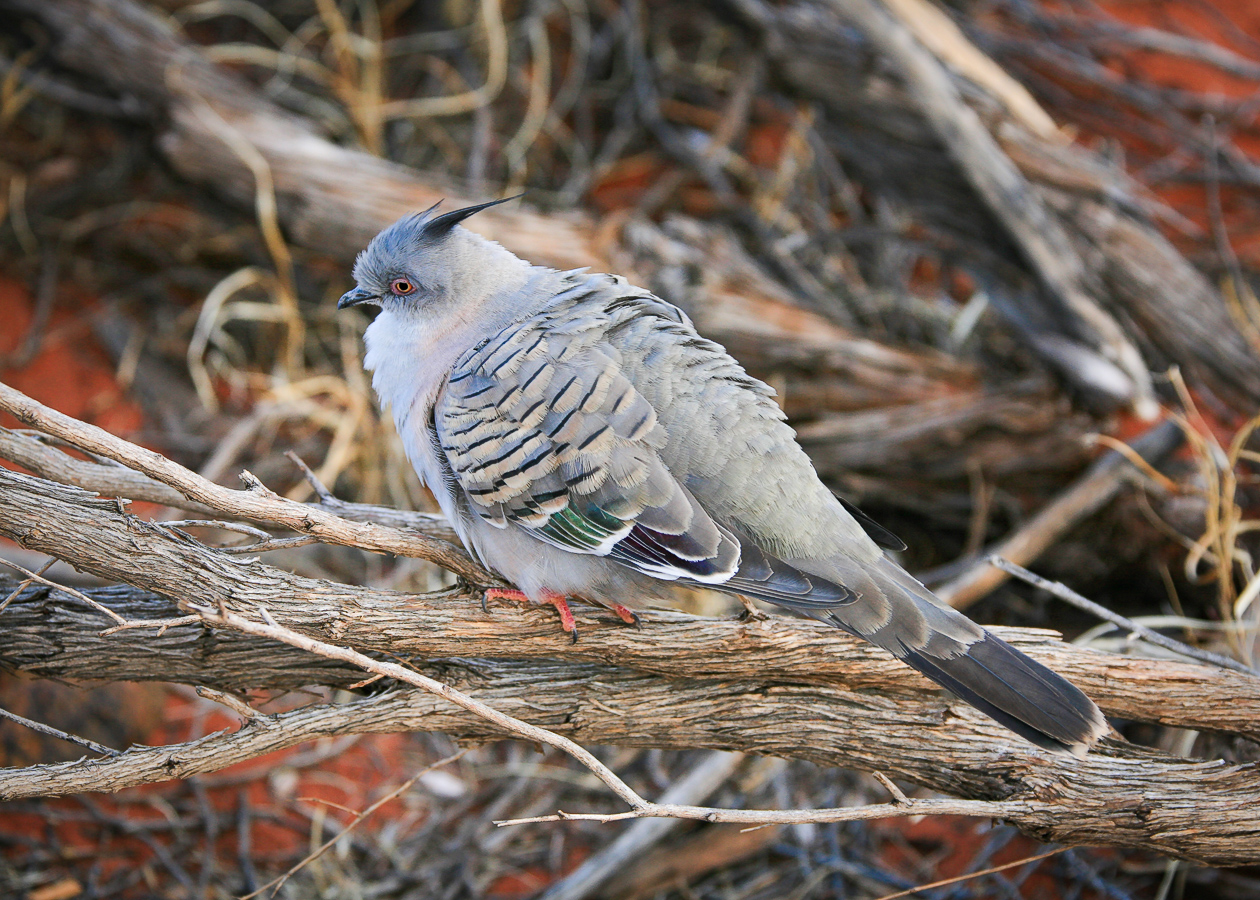 Невесёлый хохлатый бронзовокрылый голубь