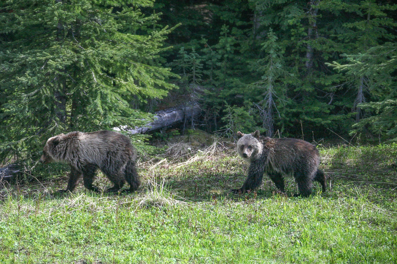 "Куда идём мы с Пятачком ..."