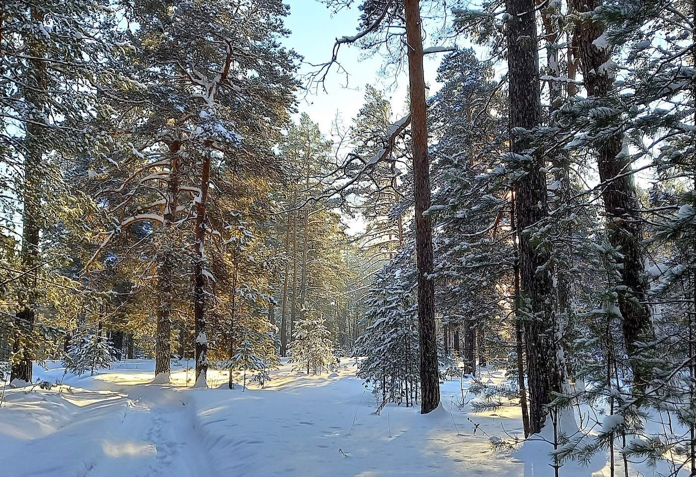 сказочный лес