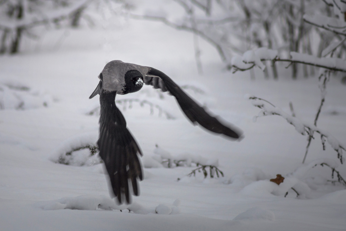 Лечу к тебе