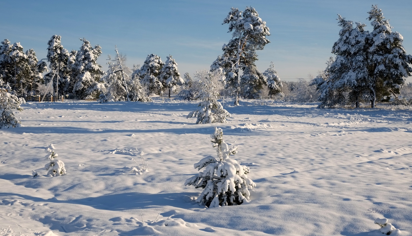 Зимние сосны.