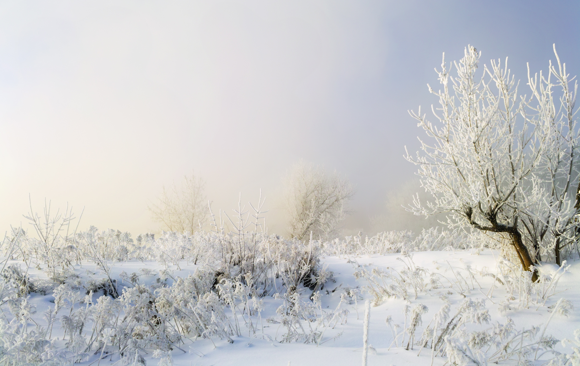 Предновогоднее