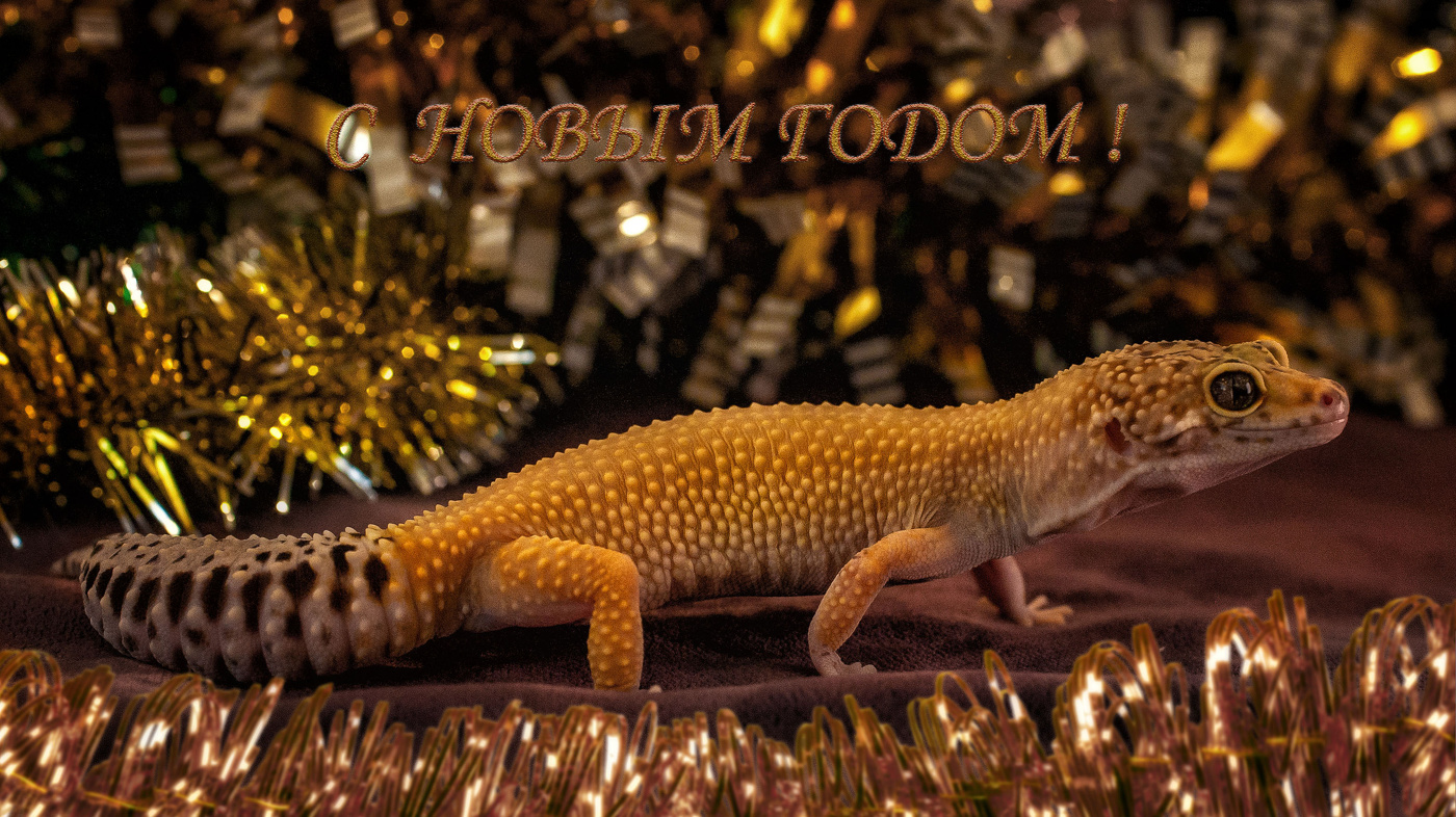 Ну чем не дракон)