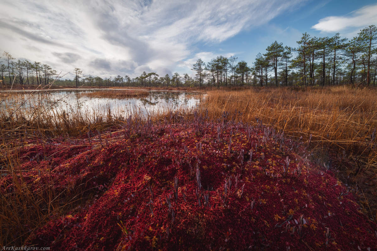 "Красный мох"