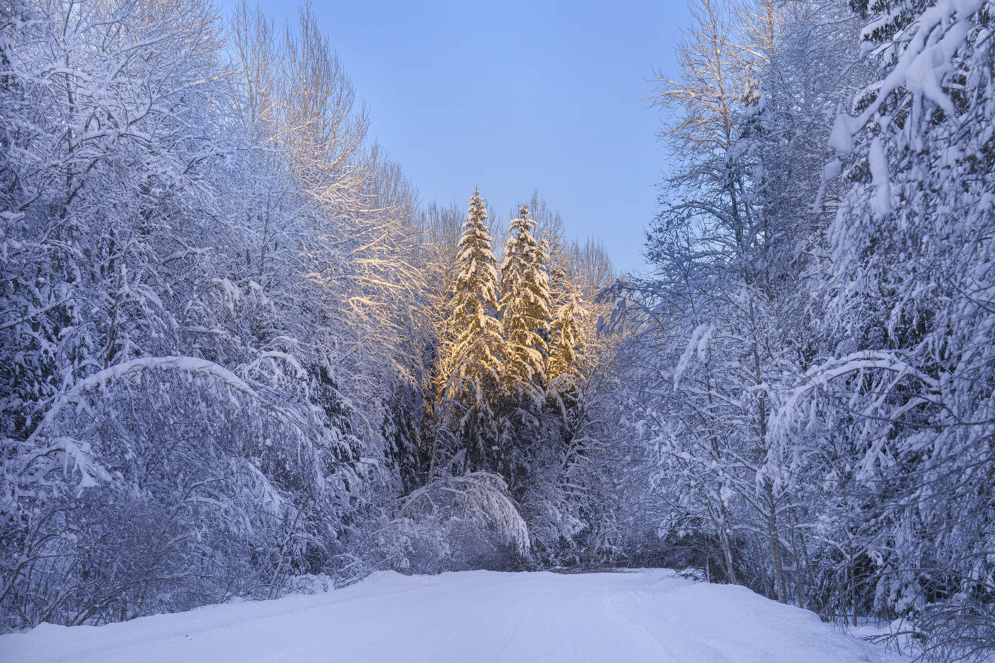 Сказочный лес