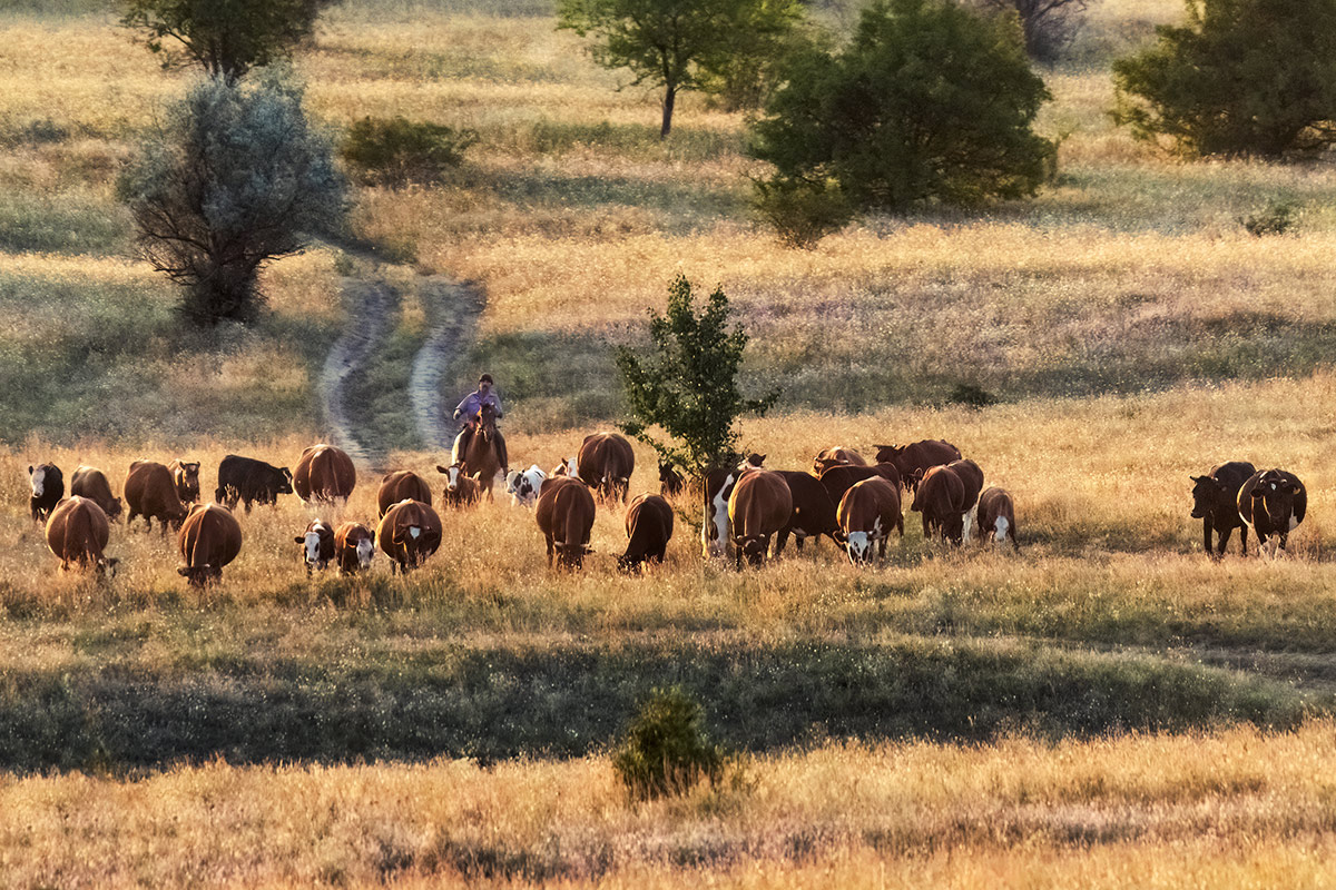 Вечернее пастбище