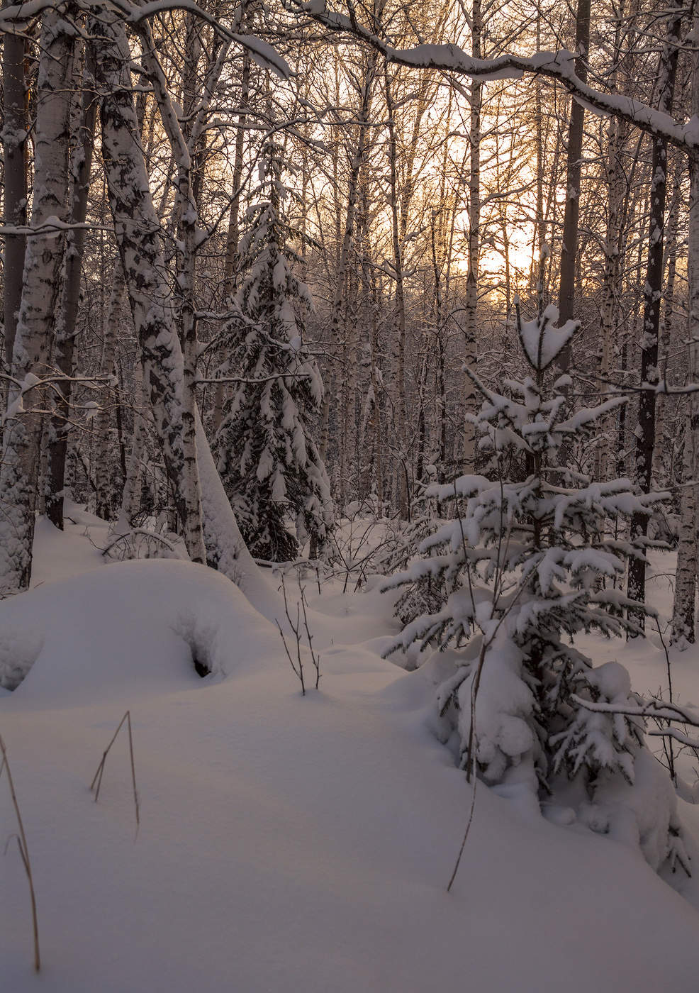 В лесу родилась ёлочка - две