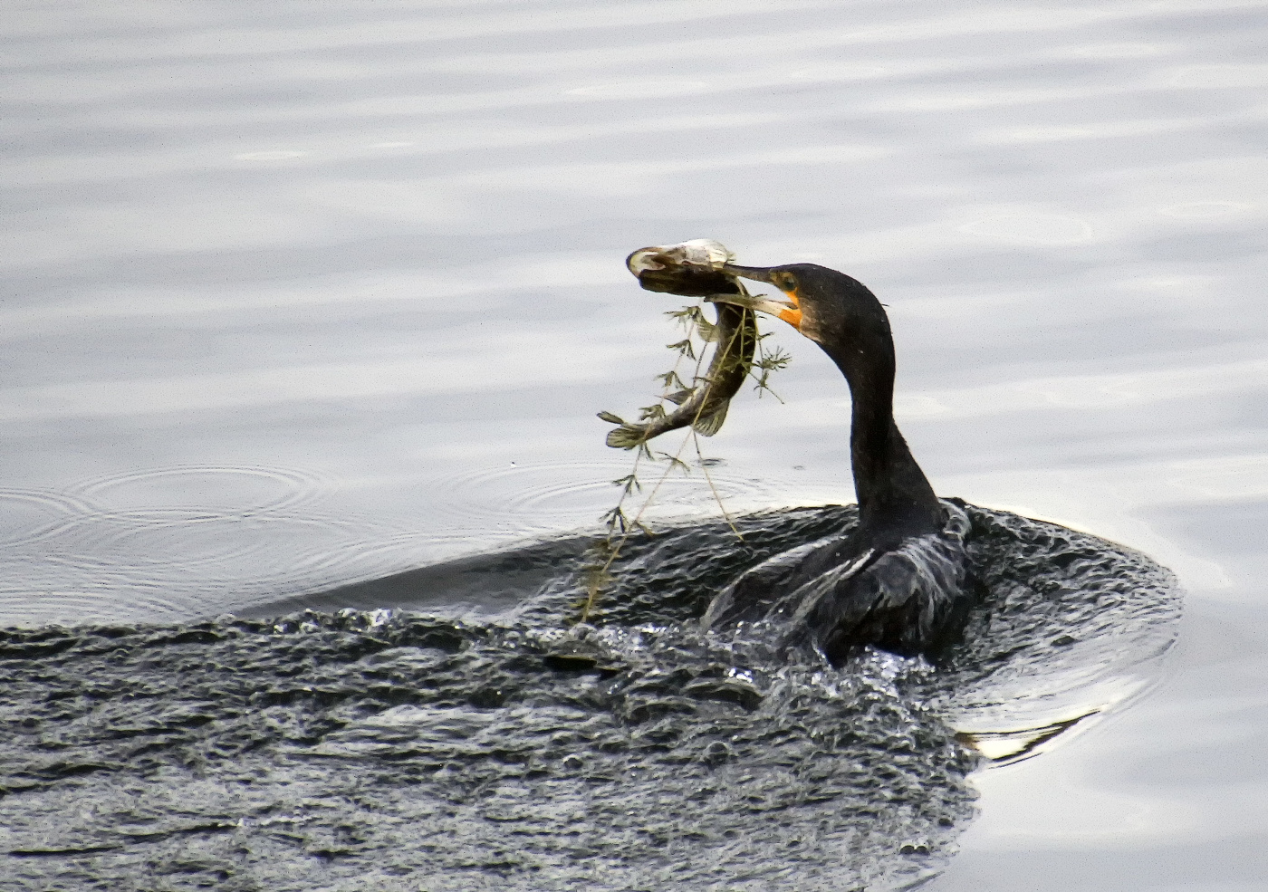 Щучка на заврак