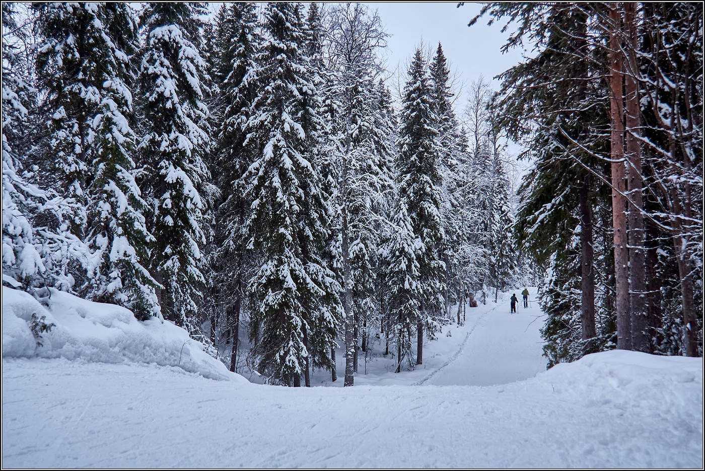 Январь в архангельских лесах.