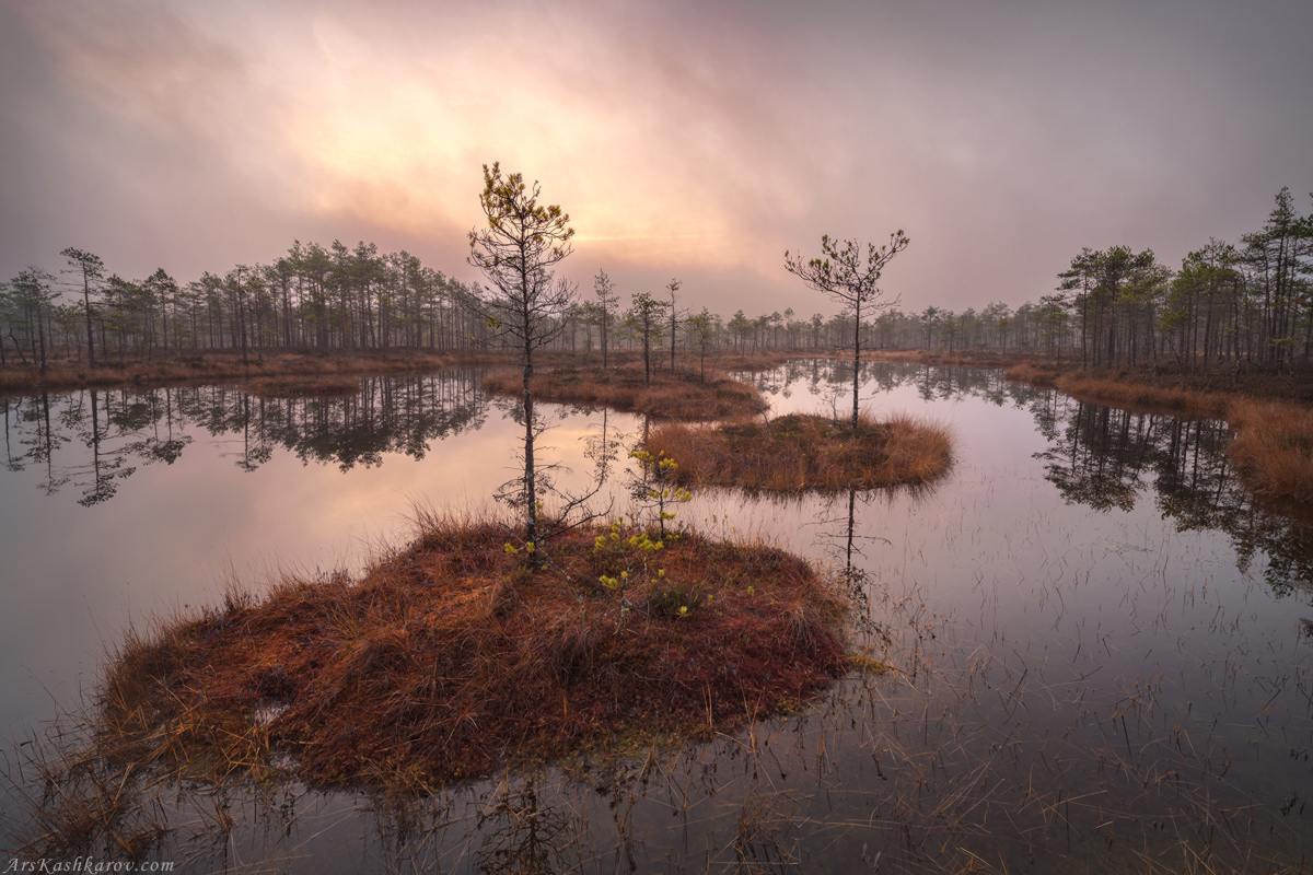 "Болотные кочки"