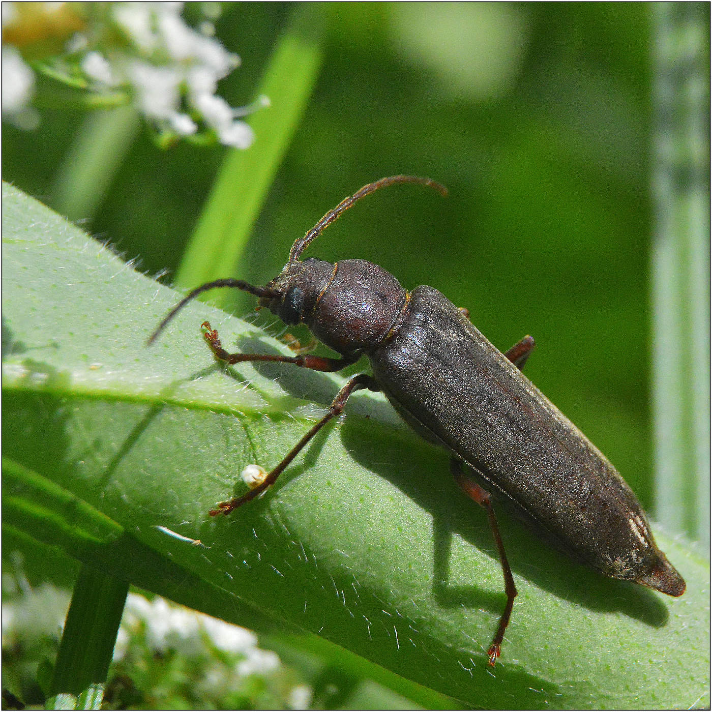 Убегая от Солнца.