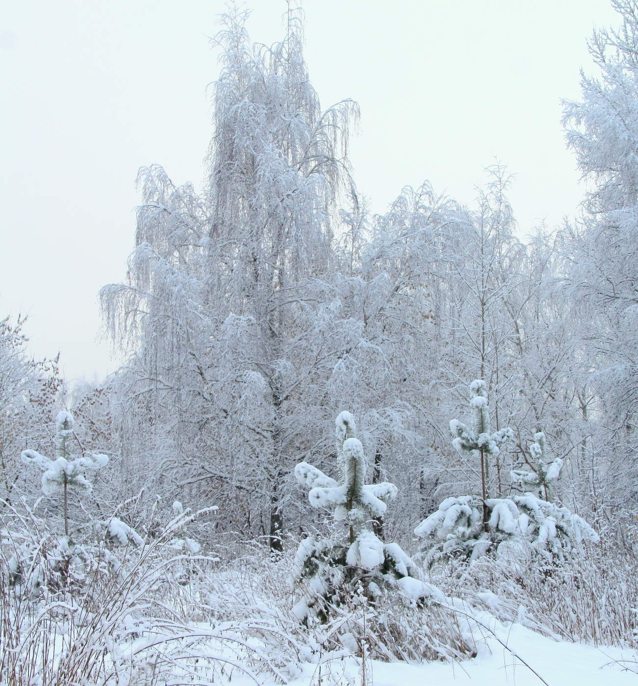 Зимний пейзаж!