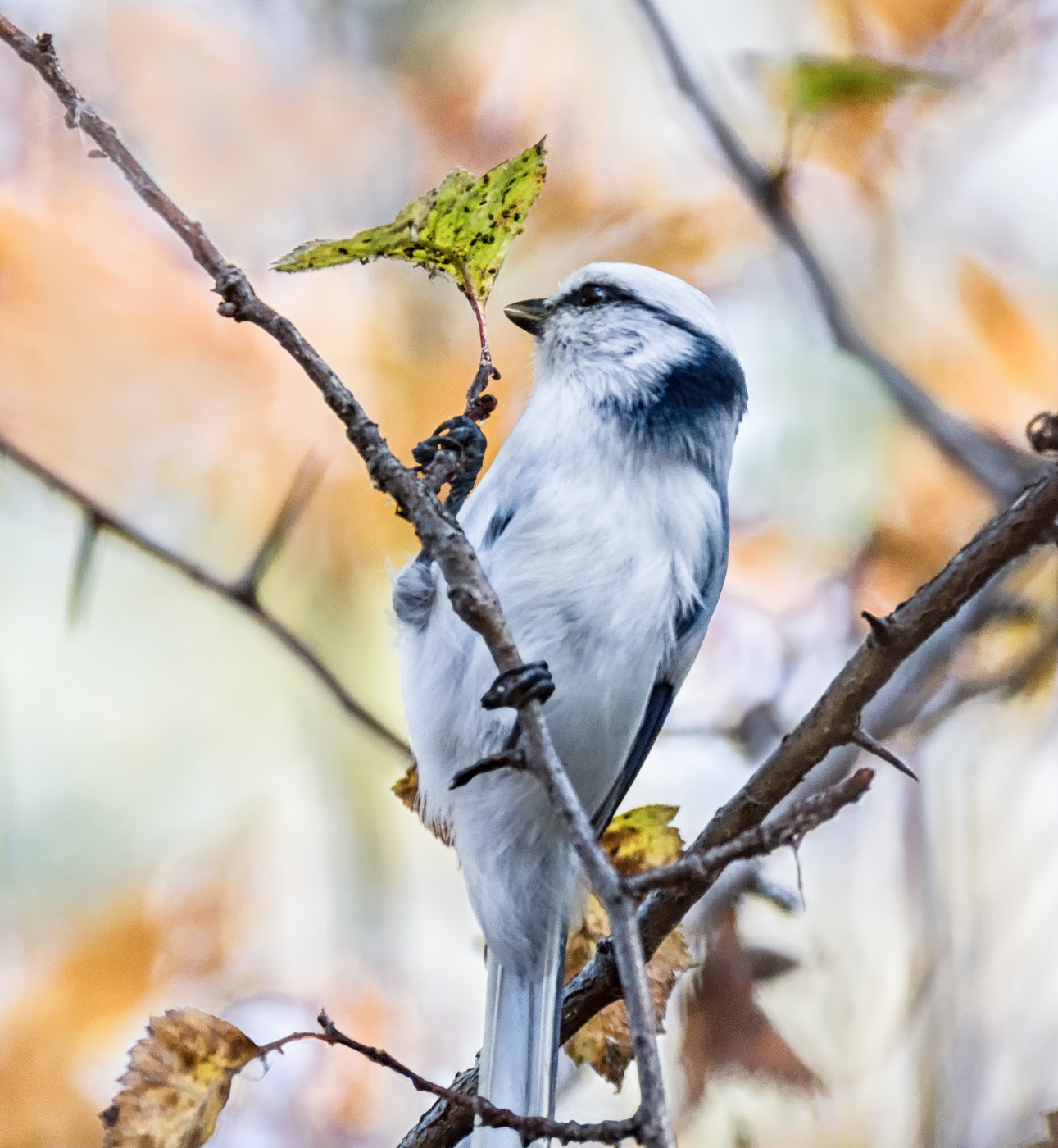 Борьба с вредителями.