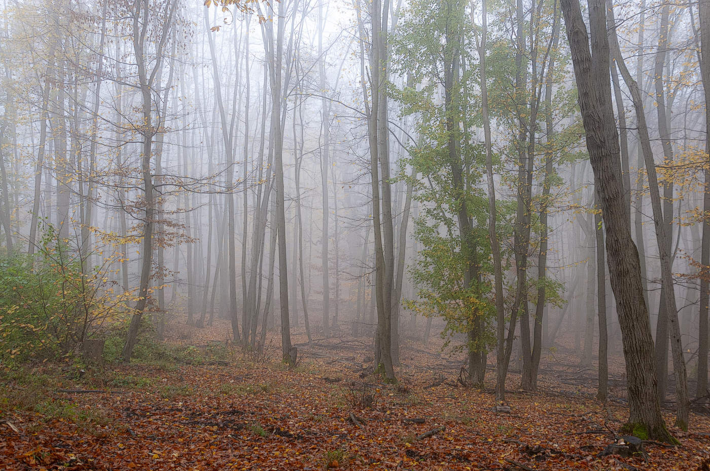Осенний лес