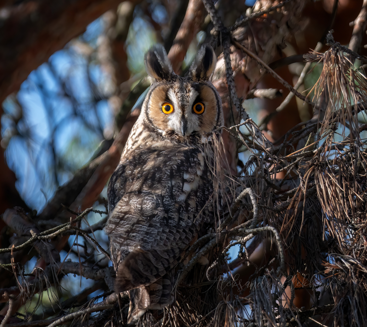 Сова ушастая