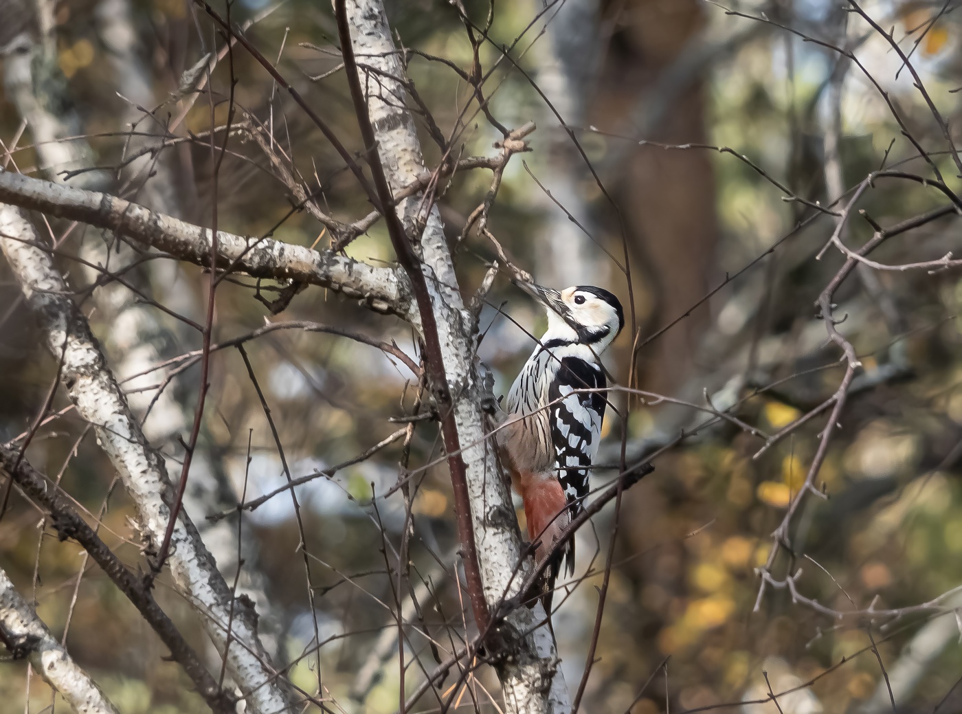 Лесной доктор