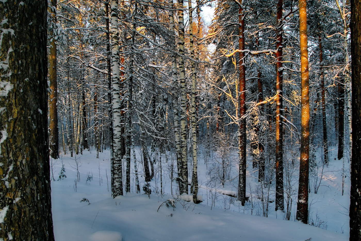 *Январский лес.**