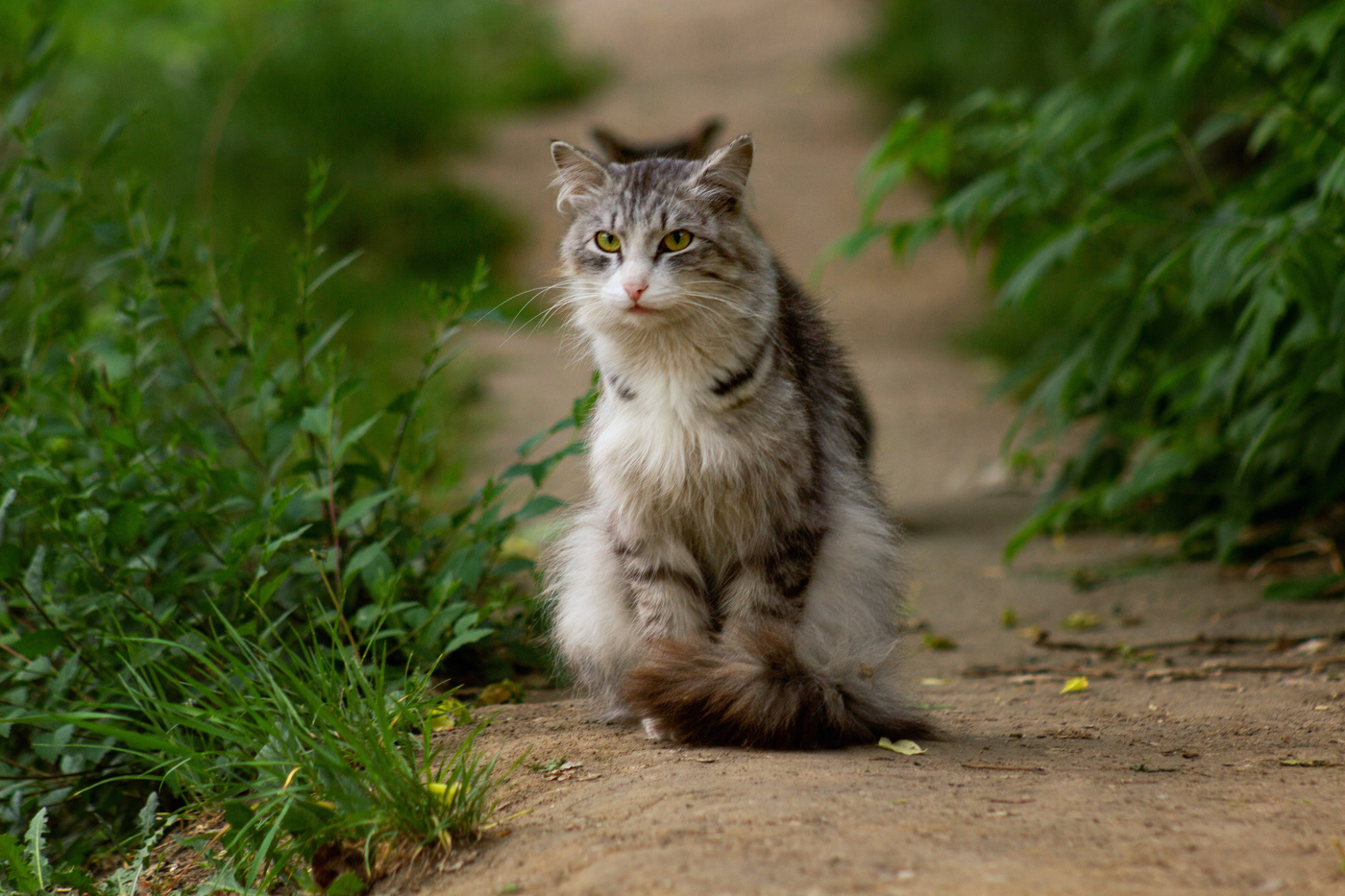 "Королевна"