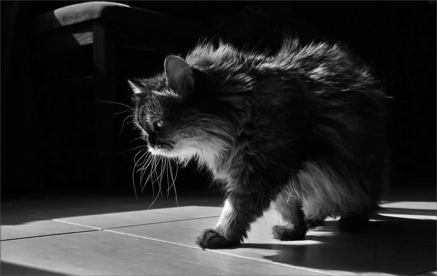 Хозяйка квартиры