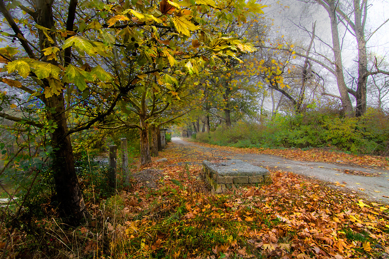 Листья жёлтые