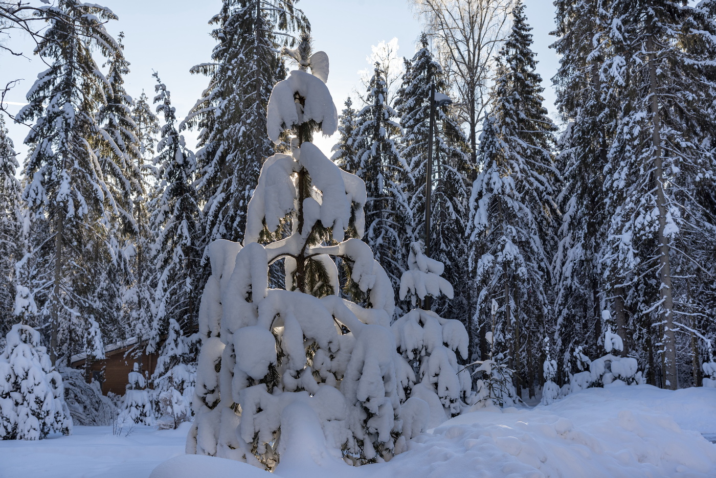 Морозное утро