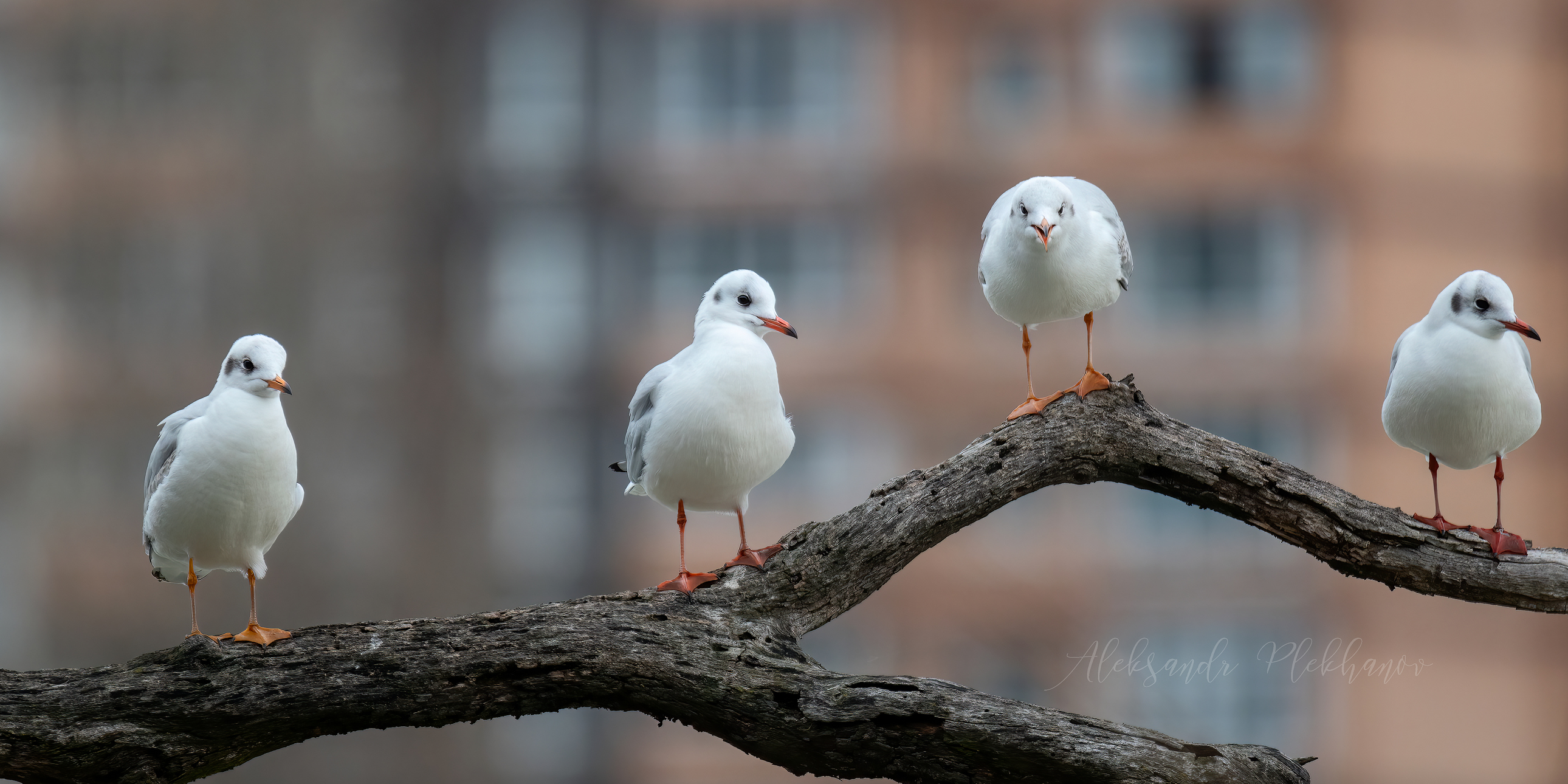 Природа в городе