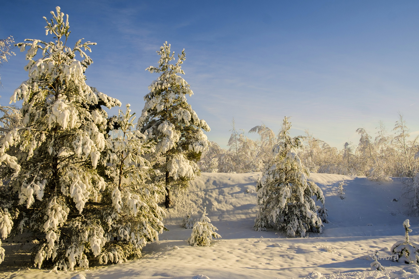 Сосны и берёзы.