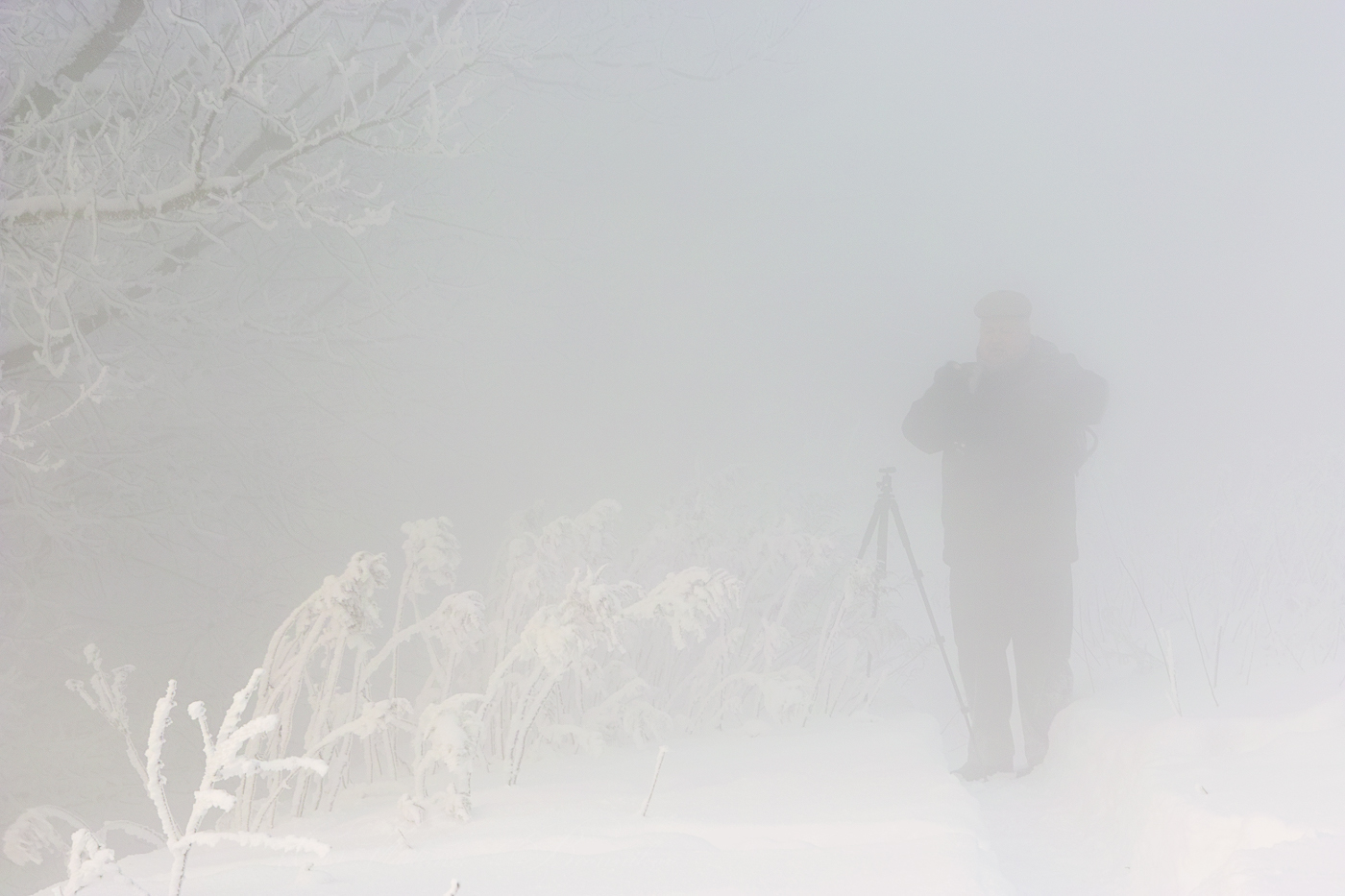 Ёжик в тумане