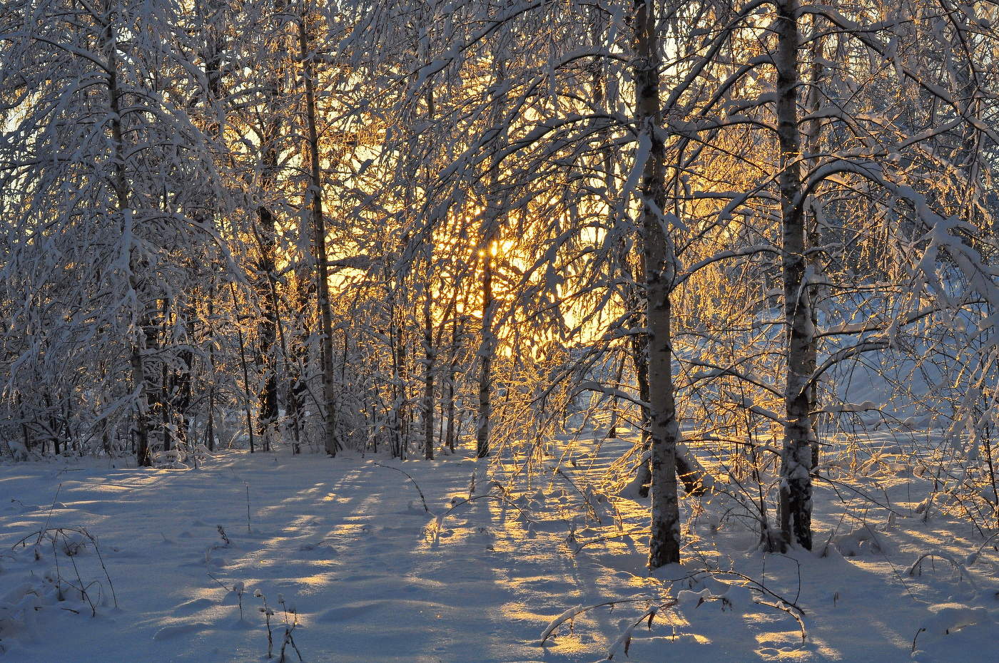 Солнце в лесу.