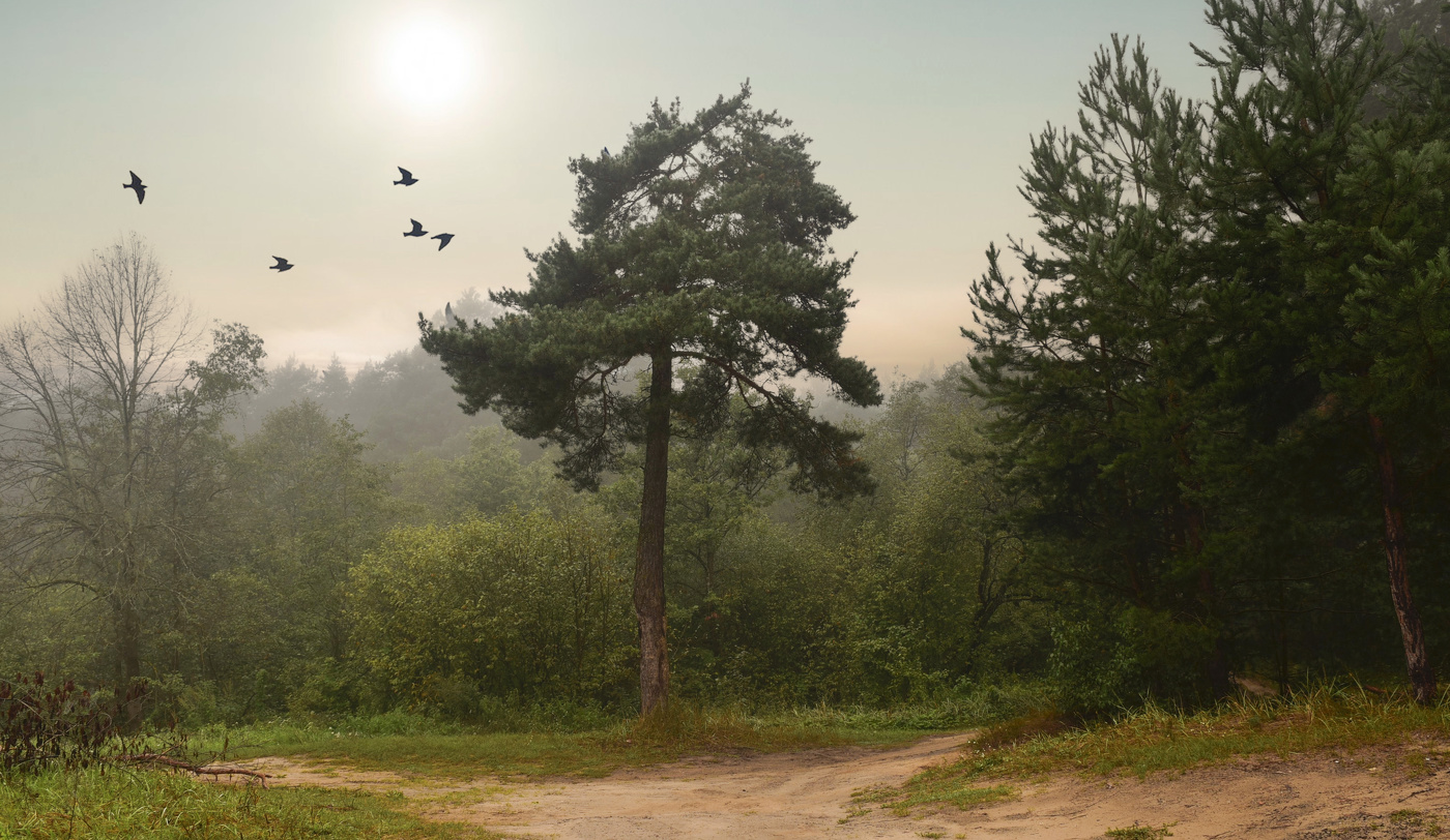 Раннее утро в лесу.