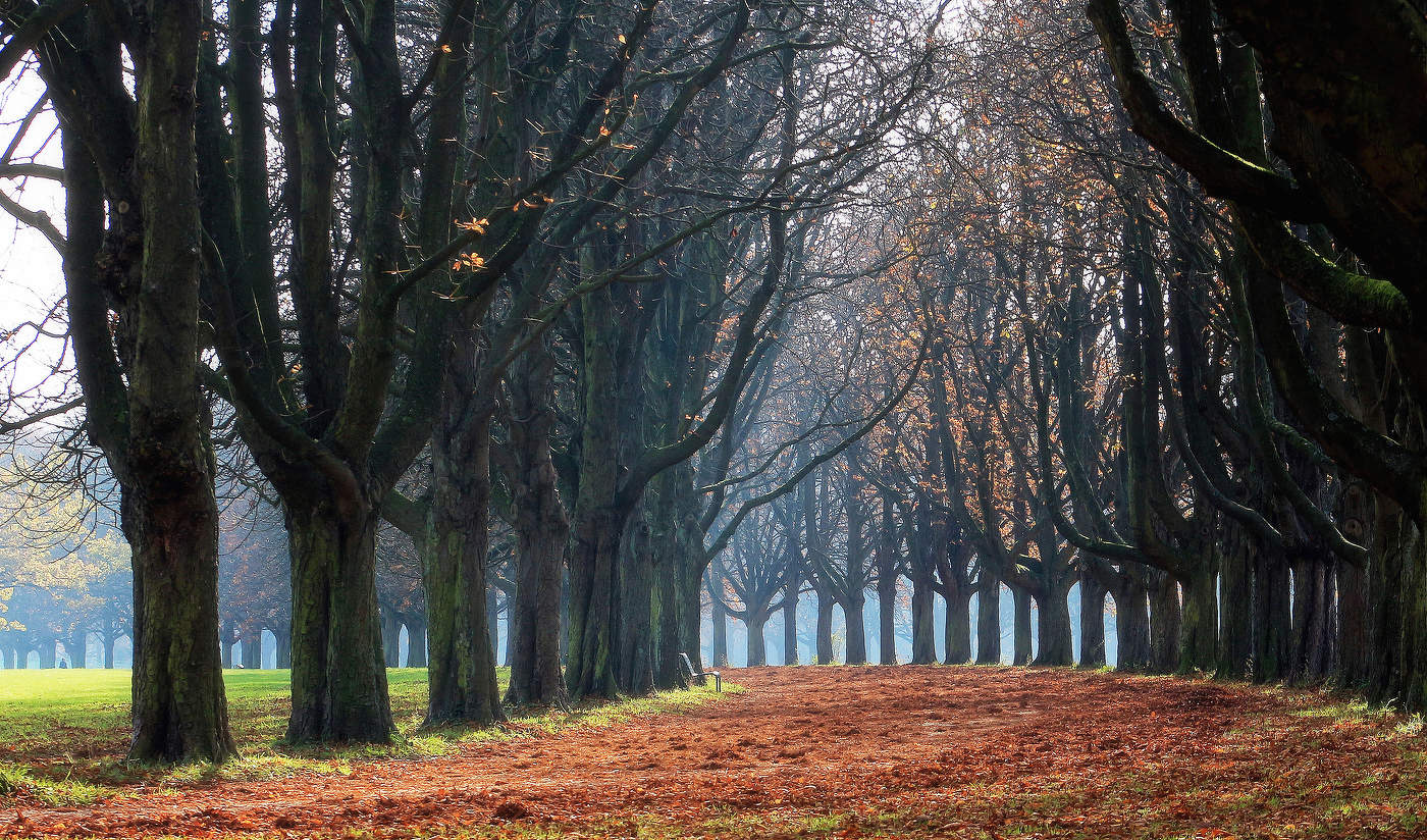Каштановая аллея
