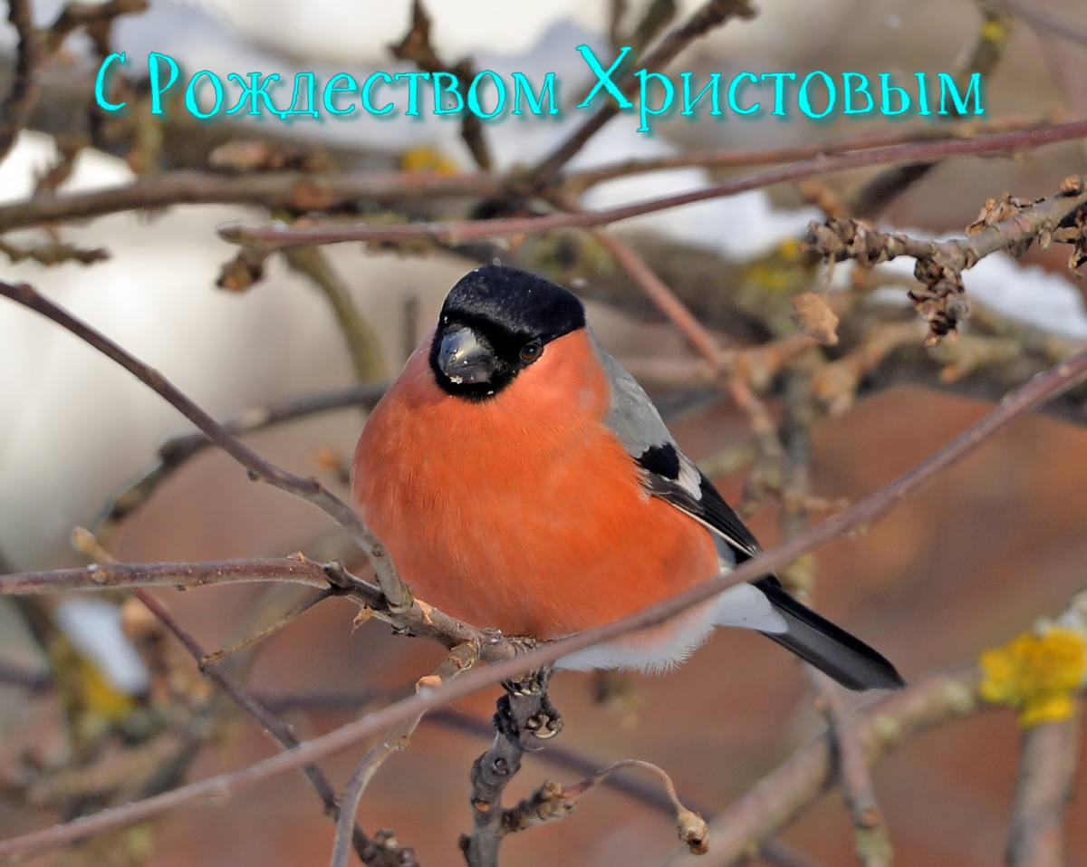 С Рождеством Христовым !!!