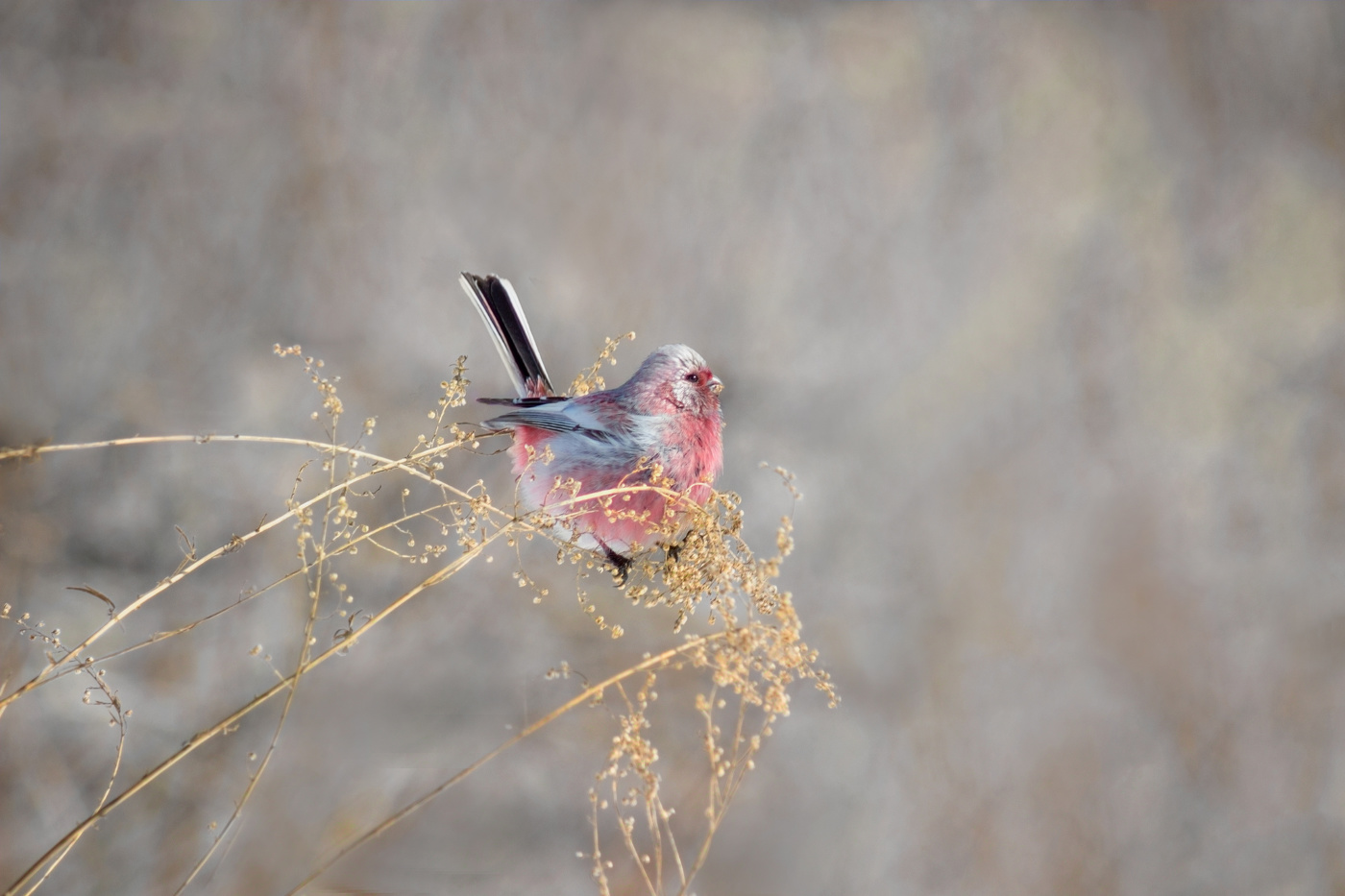 Урагус - зимний цветок Сибири