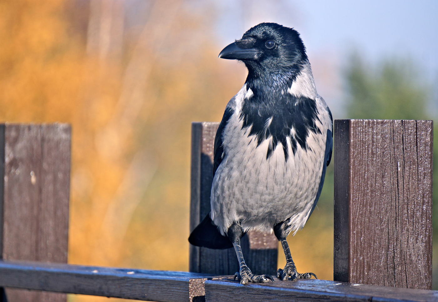 Везде она обычна