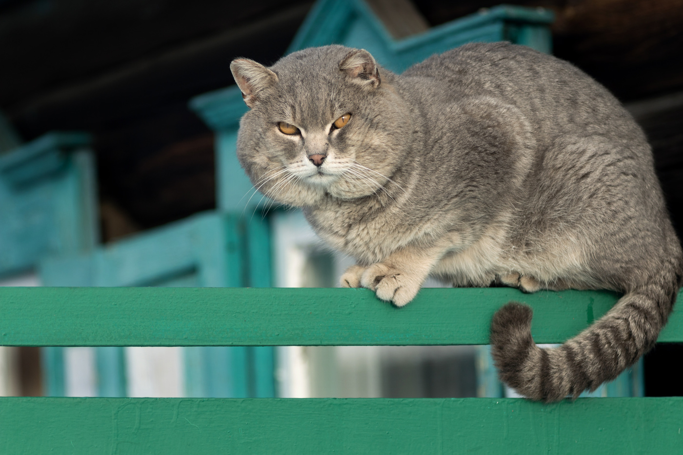 Из альбома - коты и заборы